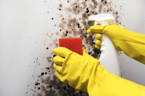 Best Residential Mold Removal  in Dillon, CO
