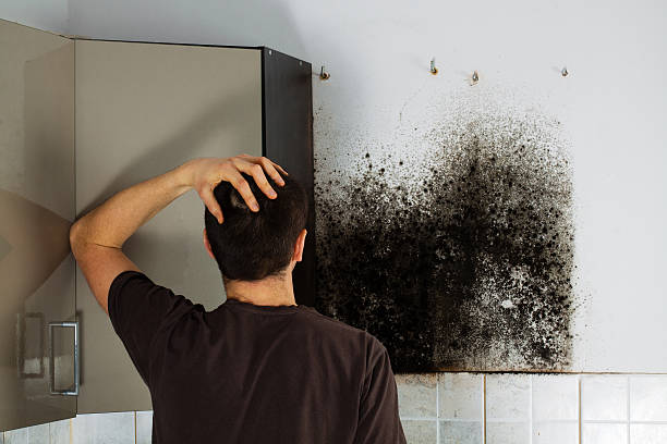 Best Mold Testing  in Dillon, CO