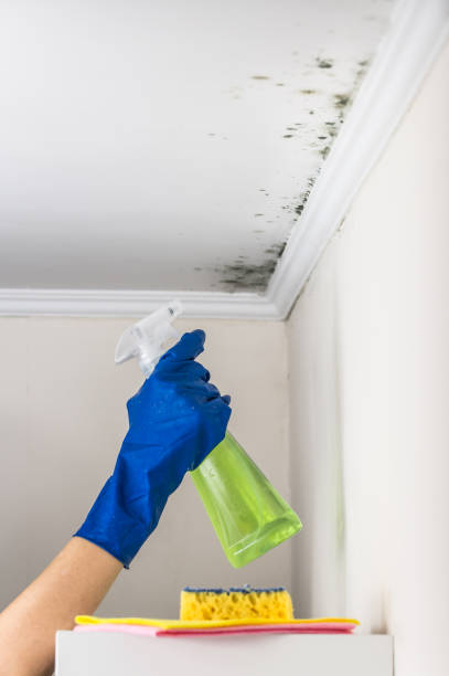Best Attic Mold Removal  in Dillon, CO