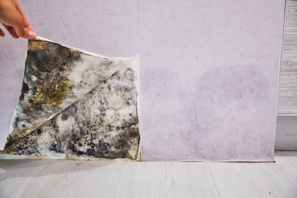 Mold Removal and Inspection in Dillon, CO